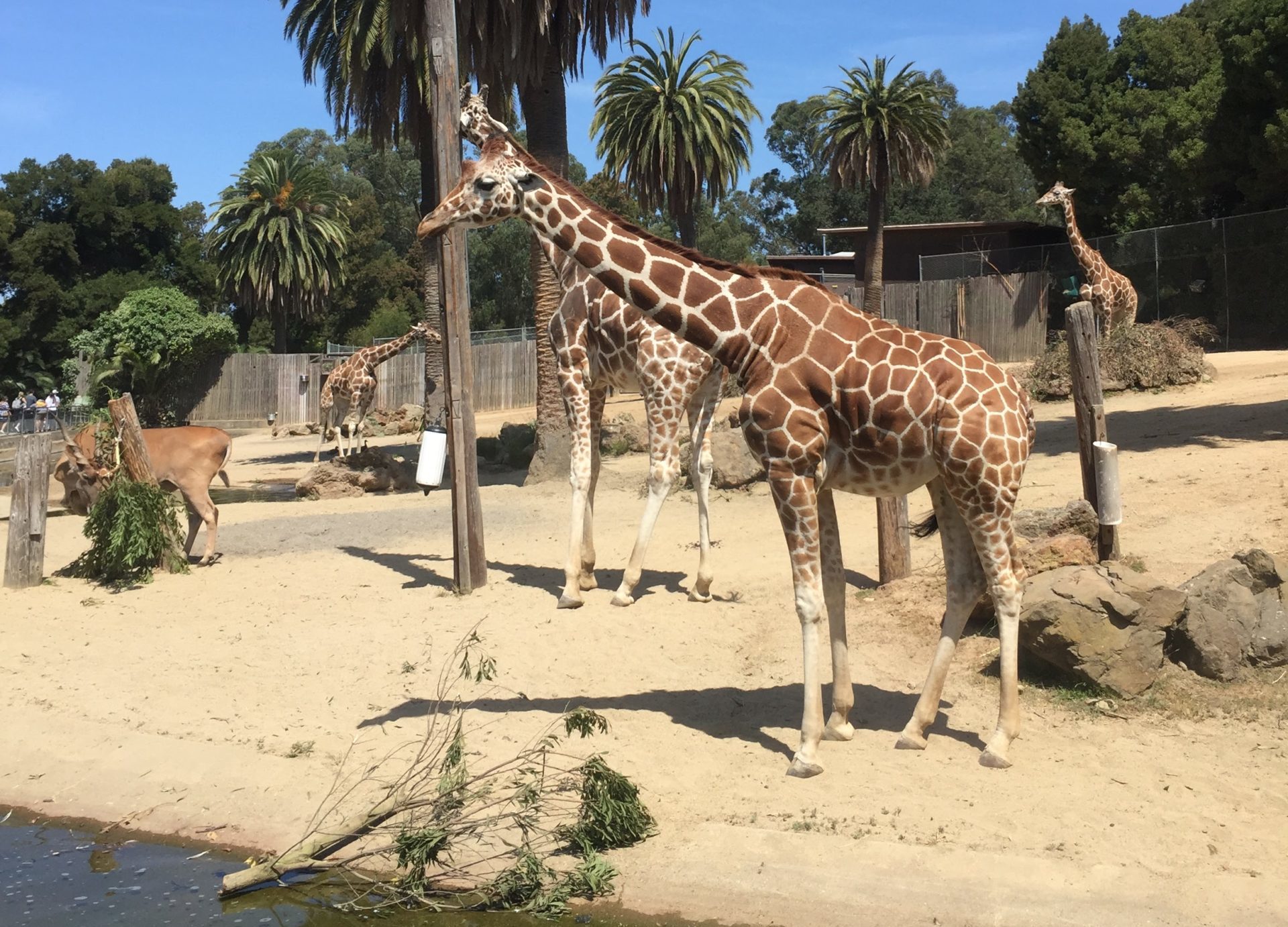 Oakland Zoo - The Oakland Athletics are here for their
